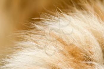 red cat fur as background. macro