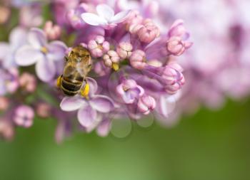 bee collects nectar on lilac