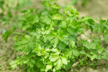 parsley in the garden outdoors