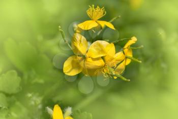 beautiful yellow flower in nature