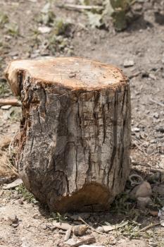 the stump of the tree