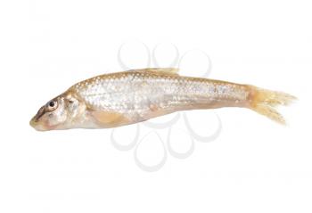 gudgeon fish on a white background