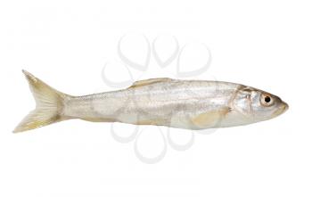gudgeon fish on a white background