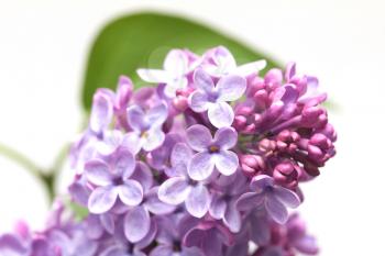 beautiful background of the flowers of lilac