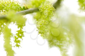 mulberry flowers in nature. macro