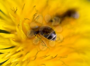bee on a yellow dandelion