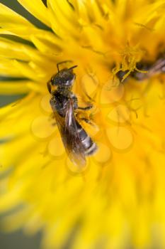 bee on a yellow dandelion