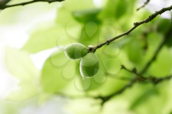 green unripe apricots on a tree
