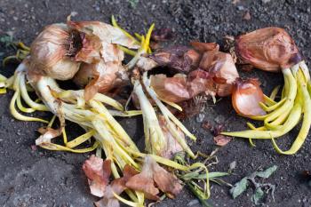 old sprouting onions