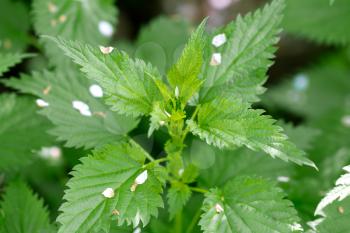 background on the nature of the nettle