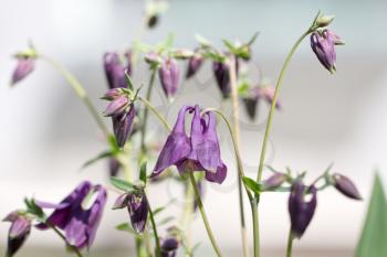 beautiful purple bell flowers in nature
