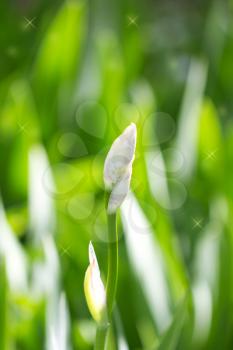 closed iris flower in nature