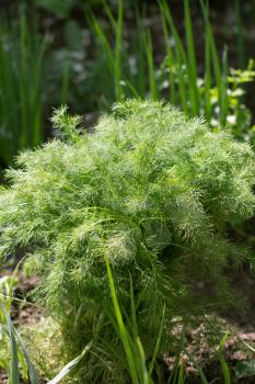 dill on nature