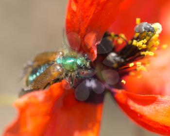 chafer on a red flower in nature