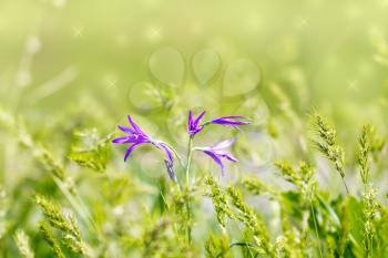 beautiful purple bell flowers in nature