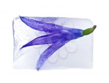 Bluebell flower in ice on a white background