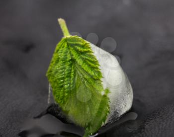 green leaf in the ice on a black background