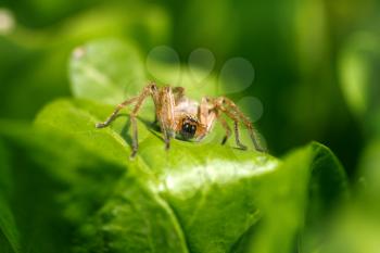 portrait of a spider in nature. macro