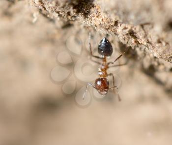 small ants in nature. macro