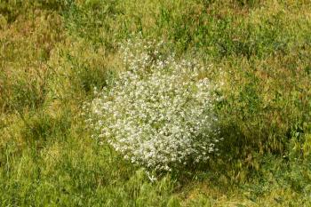 shrub with small white flowers in nature