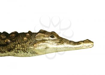 portrait of a crocodile on white background