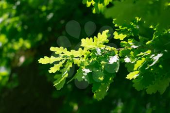 leaves of the oak tree in nature