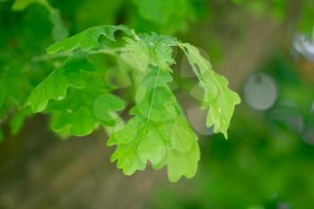 oak leaves in nature
