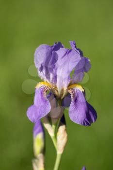 beautiful iris flower in nature