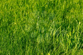 background of green grass in nature