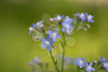 small blue flowers in nature
