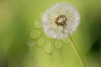beautiful dandelion on nature