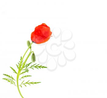 Red poppy on a white background