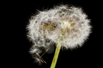 dandelion on a black background. macro