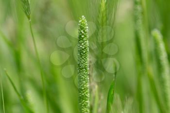 grass seeds in nature. macro