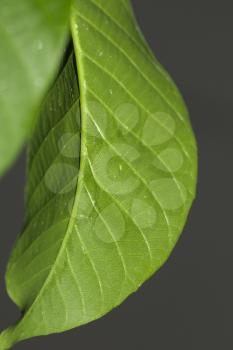 beautiful green leaf in nature