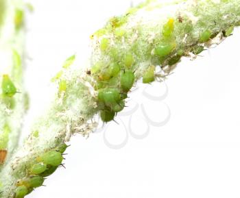 aphids on a green leaf. macro