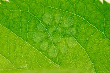 beautiful green leaf as background. macro
