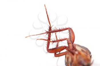 foot cockroach on white background. macro