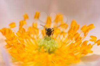little fly on a flower. macro