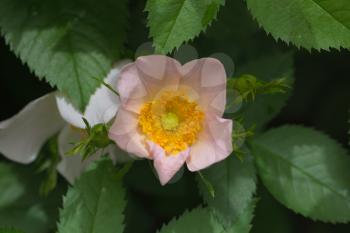 flower on the wild rose in nature