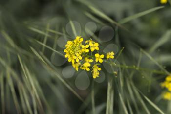 beautiful yellow flower in nature. macro