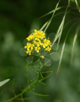beautiful yellow flower in nature. macro
