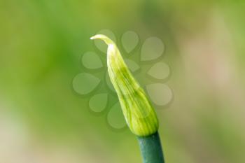 green onions in nature. macro