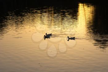 goose on pond in nature at sunset