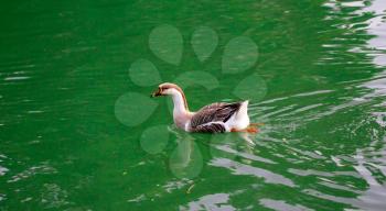 goose on pond in nature