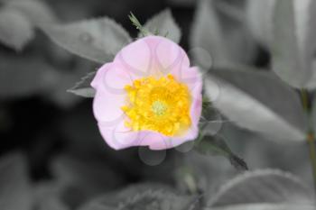 Beautiful flower rose on nature
