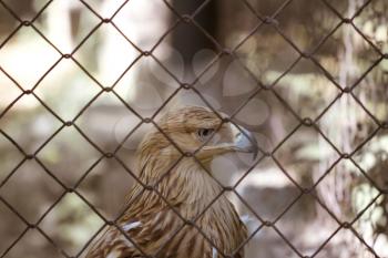 eagle behind bars