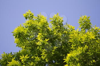 leaves of a tree against a blue sky in the nature