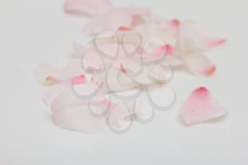 rose petals on white background. macro