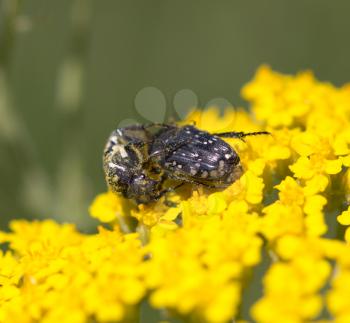 Two beetle on yellow flower in nature. macro